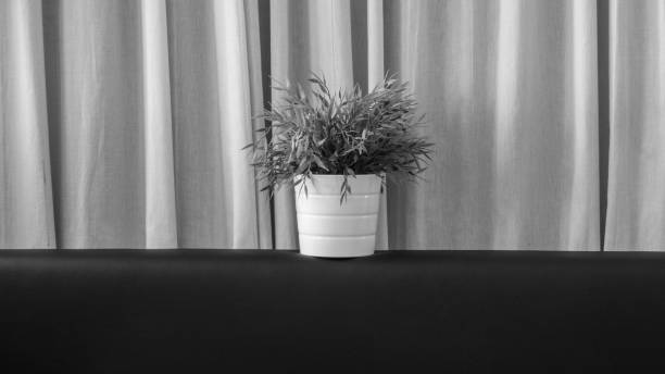 istock plant view in black and white 1343112016