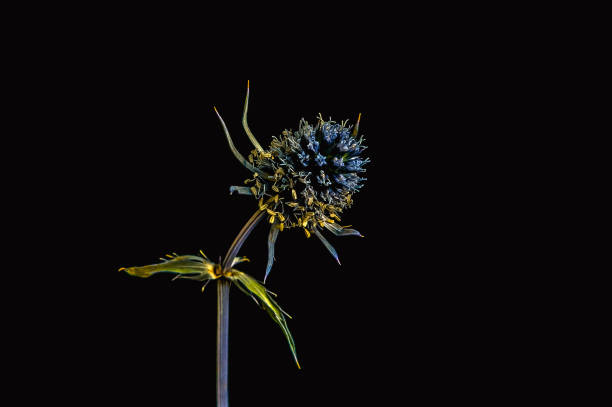 Blue eryngo (Eryngium planum) flower isolated on black background