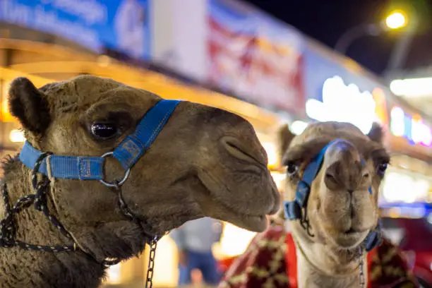 Photo of Camel in night light - Turkey