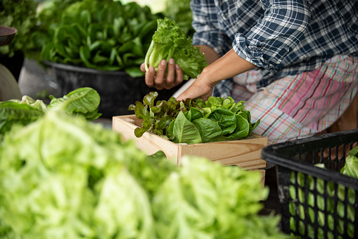 hands picking vegetables in wooden box full of fresh raw vegetables. Basket with vegetable