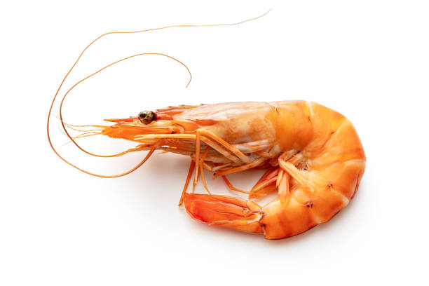 Seafood: Shrimp Isolated on White Background - fotografia de stock