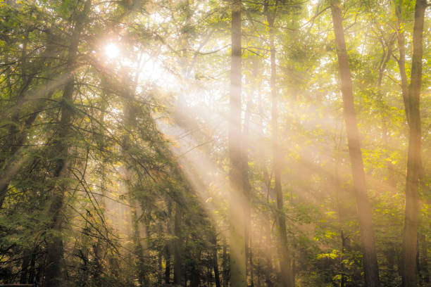 istock Beech tree forest landscape during a foggy autumn morning with sunlight through the canopy 1343137176