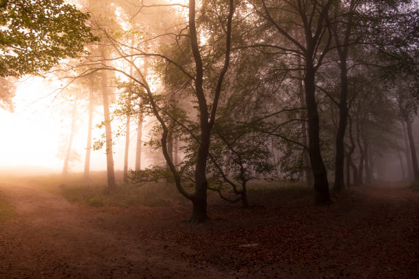 istock Footpath through a Beech forest during a foggy autumn morning 1343139817