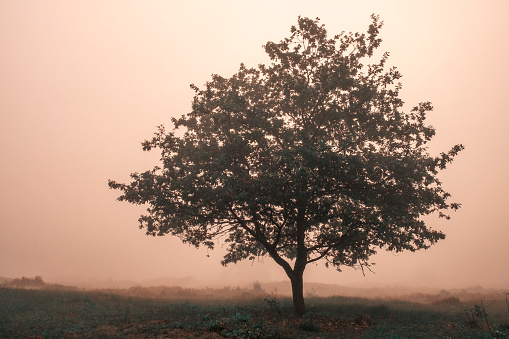 Solitary oak tree in the mist on the moors of the Hulshorsterzand in the Veluwe nature reserve during an early autumn morning.