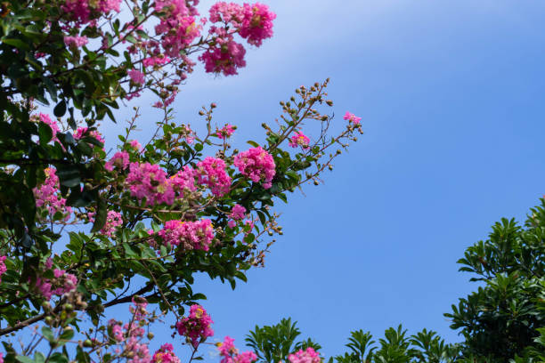 istock Close-up of crape myrtle flowers blooming in summer 1343146527