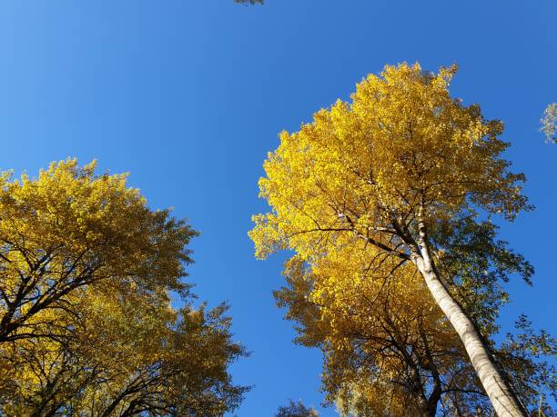 istock Yellow autumn leaves in trees against bright blue sky. 1343148143