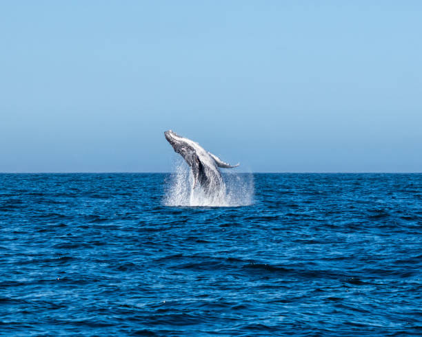 violación de la ballena jorobada - cape point fotografías e imágenes de stock