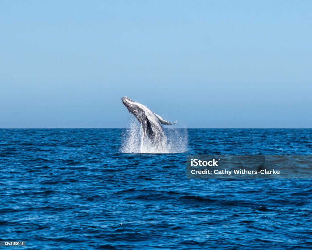 Humpback Whale Breaching A Humpback Whale breaching near Cape Point in False Bay, South Africa Cape Town Stock Photo