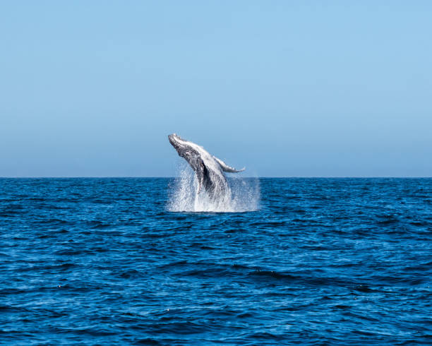 Humpback Whale Breaching A Humpback Whale breaching near Cape Point in False Bay, South Africa whale jumping stock pictures, royalty-free photos & images