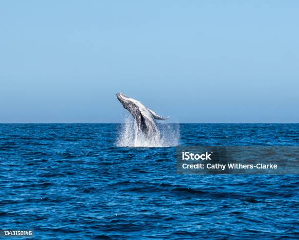 Humpback Whale Breaching Stock Photo - Download Image Now - Cape Town, Whale, South Africa