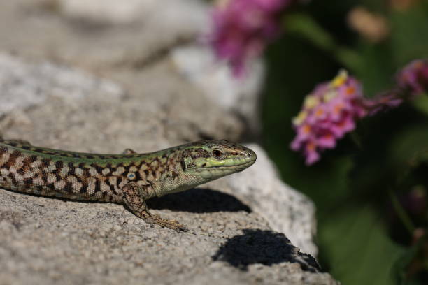 istock Green lizard sits on rocks and bask in the sun 1343153208