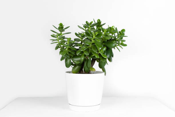 Beautiful Crassula ovata, Jade Plant,Money Plant, succulent plant in a modern pot on a white table on a light background Beautiful Crassula ovata, Jade Plant,Money Plant, succulent plant in a modern flower pot on a white table on a light background. Home decor and gardening concept. Selective focus. jade plant stock pictures, royalty-free photos & images