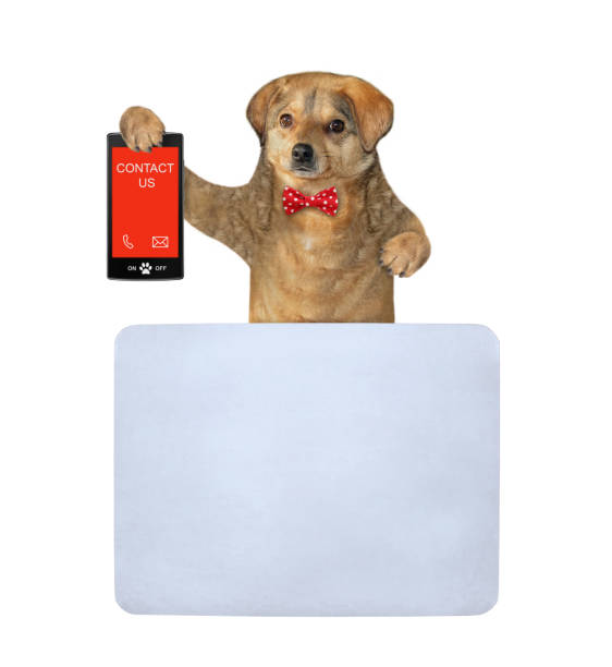 istock Dog holds phone with text contact us 2 1343156911