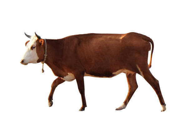 piękna brązowa krowa na białym tle. hodowla zwierząt - chow domestic animals animal beautiful zdjęcia i obrazy z banku zdjęć