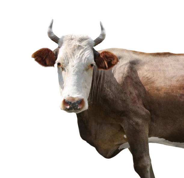 istock Beautiful cow on white background. Animal husbandry 1343158634