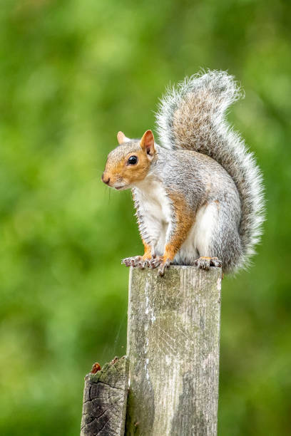 istock Grey Squirrel (Sciurus carolinensis) in woodland scene 1343162867