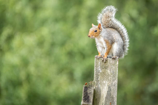 istock Grey Squirrel (Sciurus carolinensis) in woodland scene 1343162878