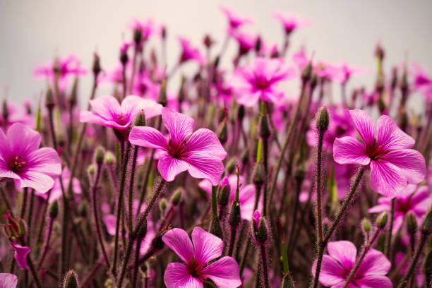 beautiful red flowers in spring nature , soft focus. magic colorful artistic image tenderness of nature - bouquet namibia wildflower africa imagens e fotografias de stock