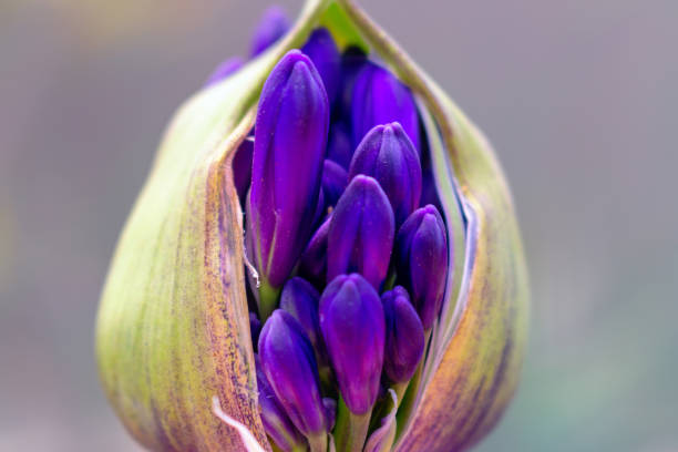 eine nahaufnahme einer leuchtend violetten tropischen blume, half-way offen, auf grauem hintergrund - bouquet namibia wildflower africa stock-fotos und bilder
