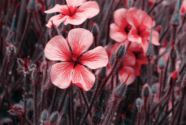 beautiful red flowers in spring nature , soft focus. magic colorful artistic image tenderness of nature - bouquet namibia wildflower africa imagens e fotografias de stock