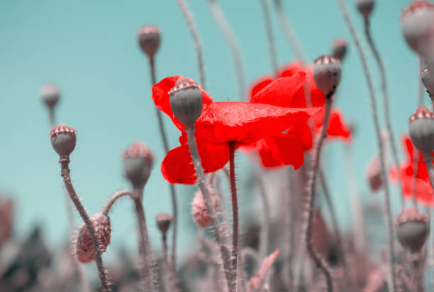 big flowering red poppies with buds on the bright blue background - bouquet namibia wildflower africa imagens e fotografias de stock