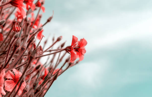 schöne rote blumen in der frühlingsnatur, weicher fokus. magische bunte künstlerische bildspannlichkeit der natur - bouquet namibia wildflower africa stock-fotos und bilder