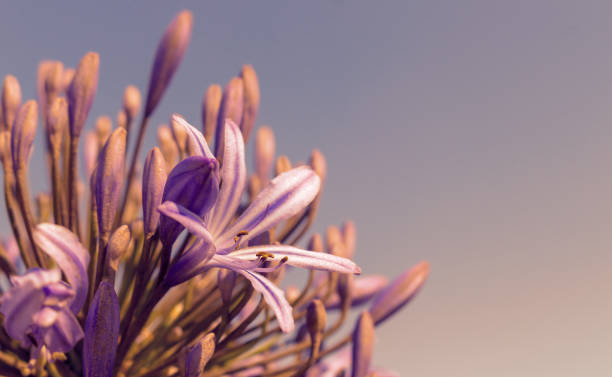 a cluster of striped purple flowers with an ombre background - bouquet namibia wildflower africa imagens e fotografias de stock