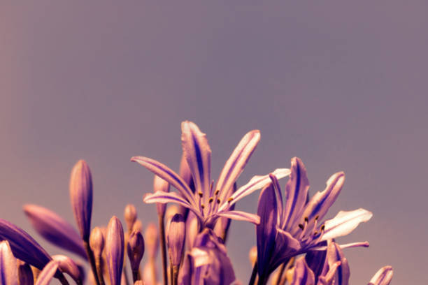 ein haufen gestreifter lila blüten mit ombre-hintergrund - bouquet namibia wildflower africa stock-fotos und bilder