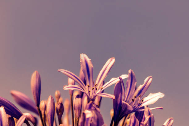 a cluster of striped purple flowers with an ombre background - bouquet namibia wildflower africa imagens e fotografias de stock