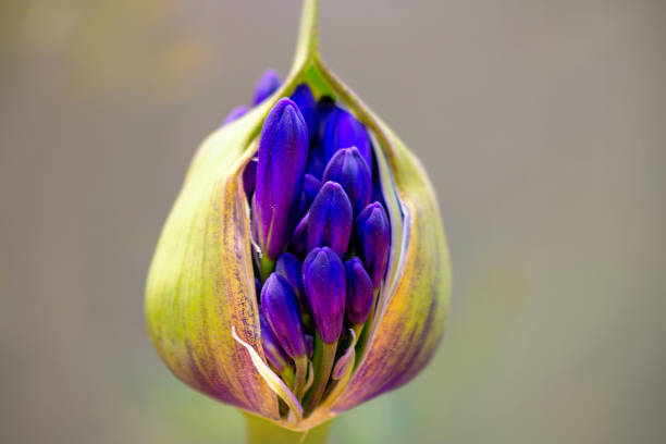 eine nahaufnahme einer leuchtend violetten tropischen blume, half-way offen, auf grauem hintergrund - bouquet namibia wildflower africa stock-fotos und bilder