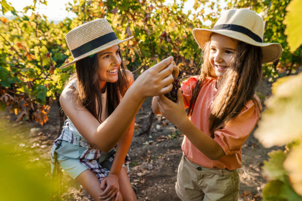 dwie siostry zbierające winogrona w winnicy - family grape zdjęcia i obrazy z banku zdjęć