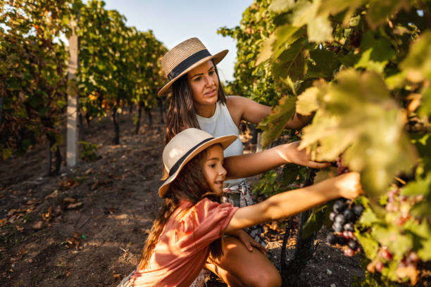 dwie siostry zbierające winogrona w winnicy - family grape zdjęcia i obrazy z banku zdjęć