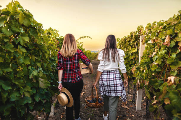 istock Sisters enjoying a day in the vineyard 1343165851