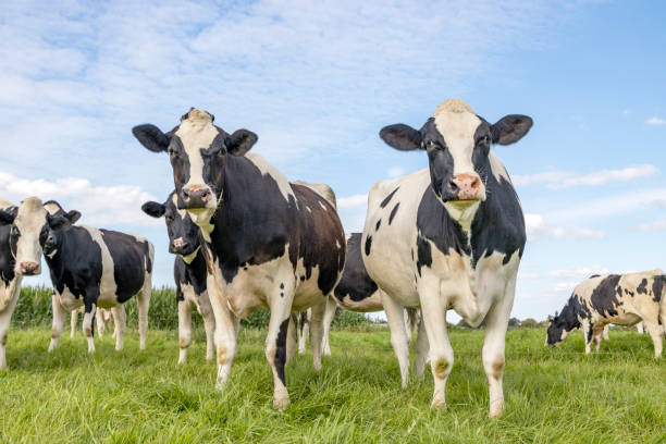 istock Two cows in a herd, black and white, standing in a pasture under a blue sky, looking happy together, 1343166749