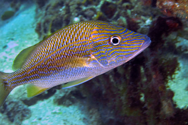 istock White Grunt, Caribbean Sea, Playa Giron, Cuba 1343168606