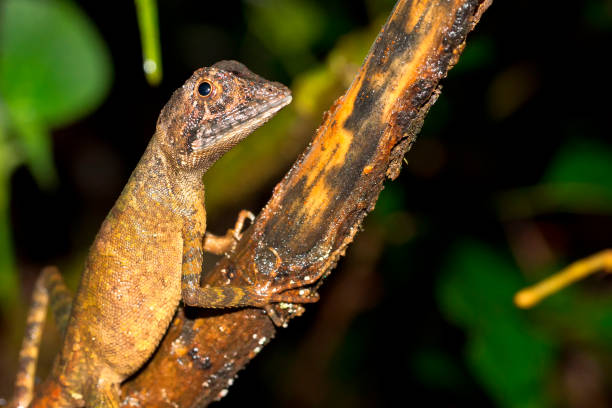 Brown-patched Kangaroo Lizard, Sinharaja National Park Rain Forest, Sri Lanka