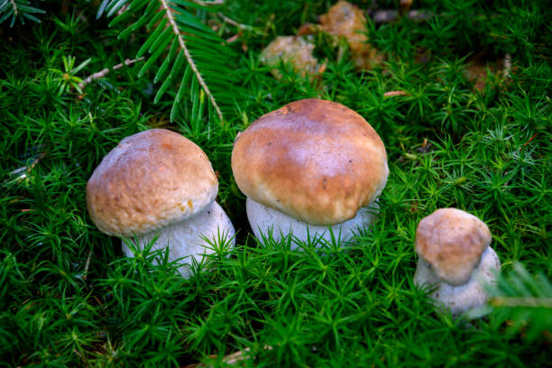 istock Young edible boletus mushrooms 1343168682