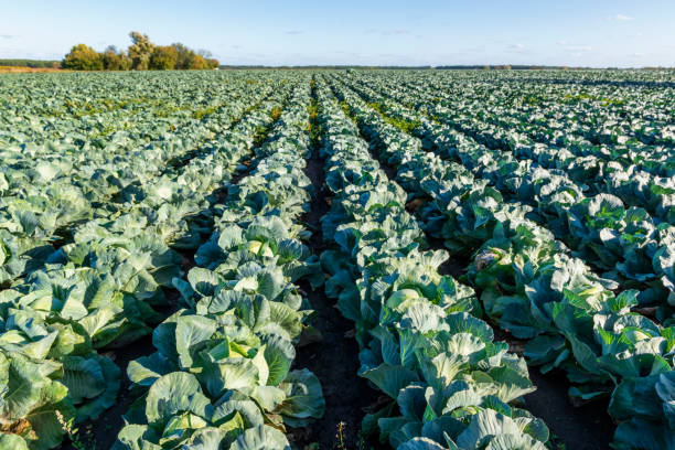 istock Big field of ripe cabbages 1343170147