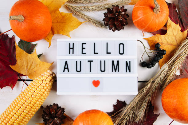 istock Autumn and harvest concept. Ripe pumpkins, corn and wheat on white background. 1343185904