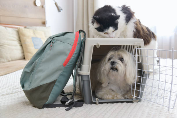 istock Dog Maltese carrier with luggage 1343188823