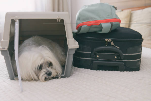 istock Dog Maltese in carrier with luggage 1343188834