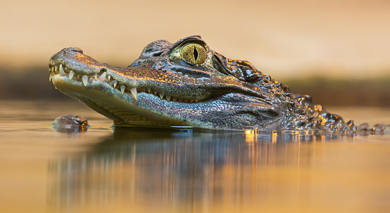 Vista del retrato de un caimán de anteojos (Caiman crocodilus) photo