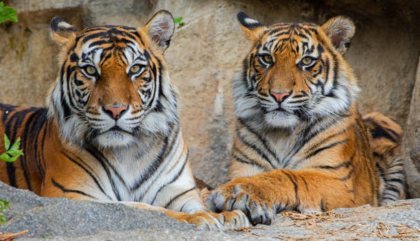 widok portretowy tygrysa sumatrzańskiego (panthera tigris sumatrae) - matka i młode - tiger animal sumatran tiger endangered species zdjęcia i obrazy z banku zdjęć
