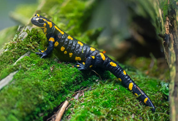 istock Portrait view of a Fire salamander (Salamandra salamandra) 1343189735