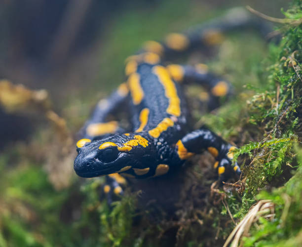 istock Close-up view of a Fire salamander 1343189778