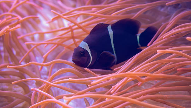istock Close-up view of a Maroon clownfish (Premnas biaculeatus) 1343189794