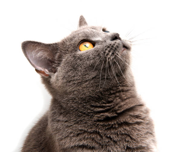 istock Gray british cat on the white isolated 1343189924