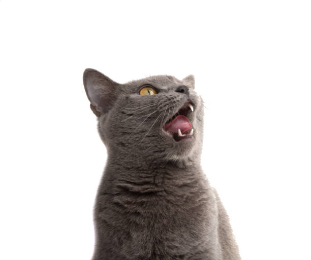 istock Gray british cat on the white isolated 1343189975