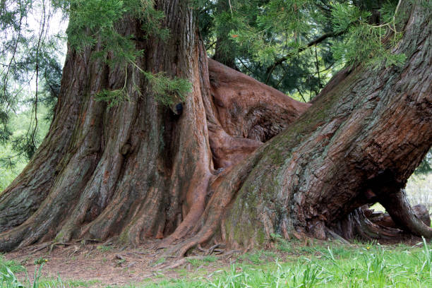 istock Large Old Fir Tree Trunks in a Country Park 1343190187