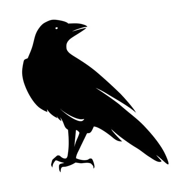 Vector illustration of Raven bird. Vector black silhouette.